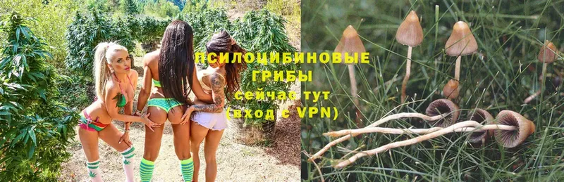 Галлюциногенные грибы MAGIC MUSHROOMS  Заозёрск 